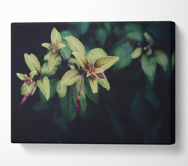  A Canvas Print of Green Buds Emerging Canvas Art