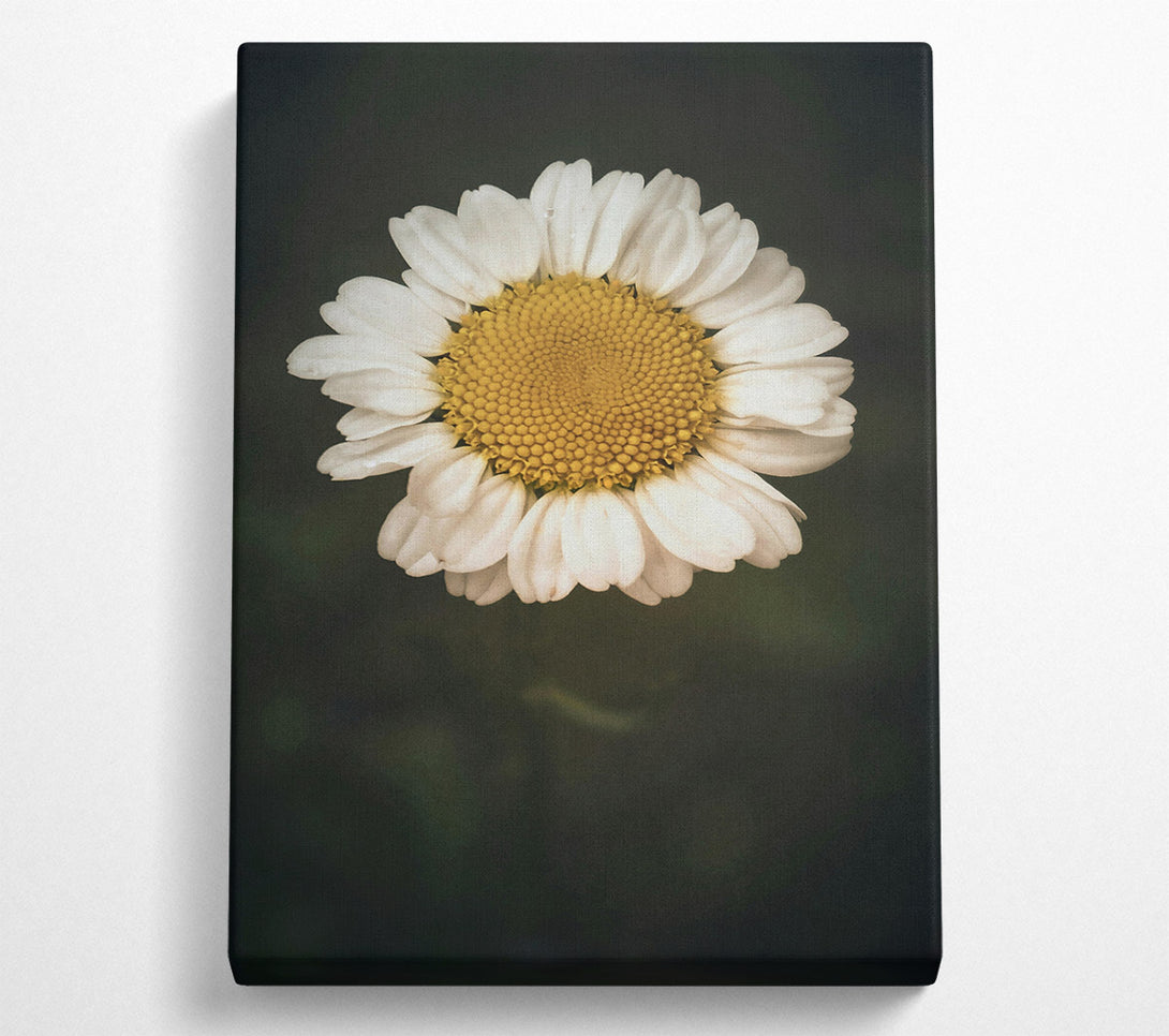  A Canvas Print of White Daisy Bloom Canvas Print