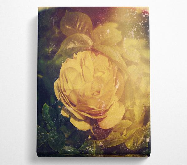  A Canvas Print of Golden Rose Bloom Canvas Art