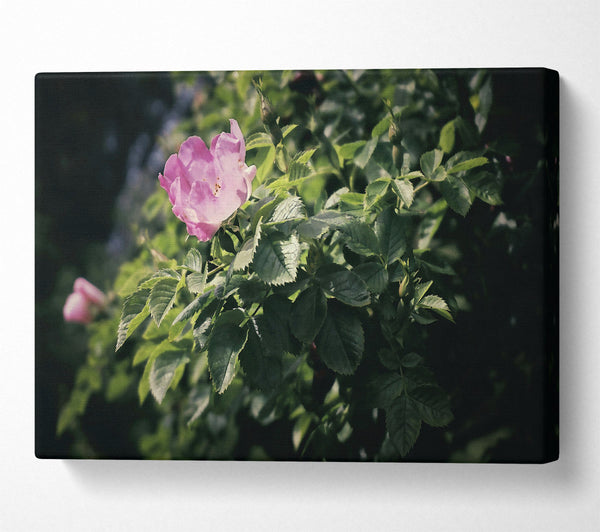 A Canvas Print of Pink Rose In Bloom Canvas Print