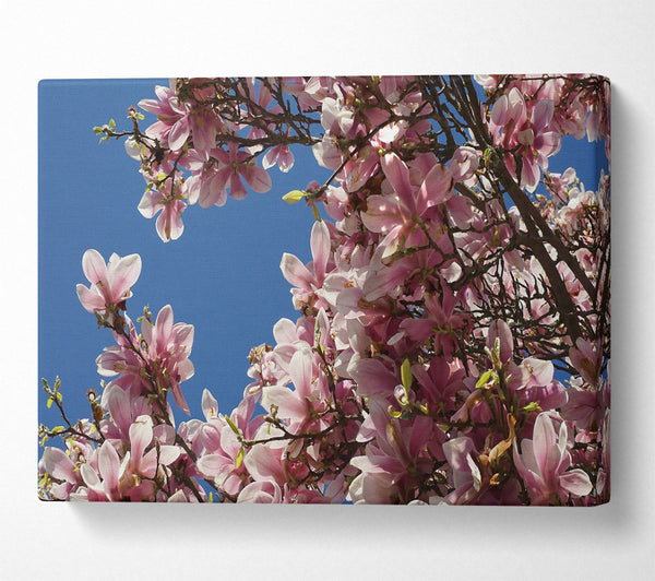  A Canvas Print of Pink Blossom Canopy Canvas Art