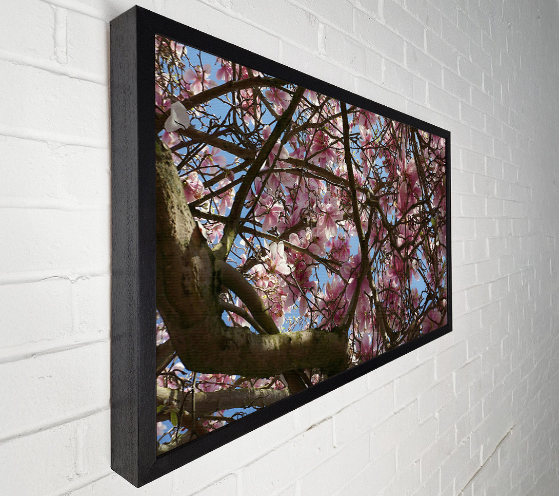  A Canvas Print of Pink Blossoms Canopy Canvas Wall Art