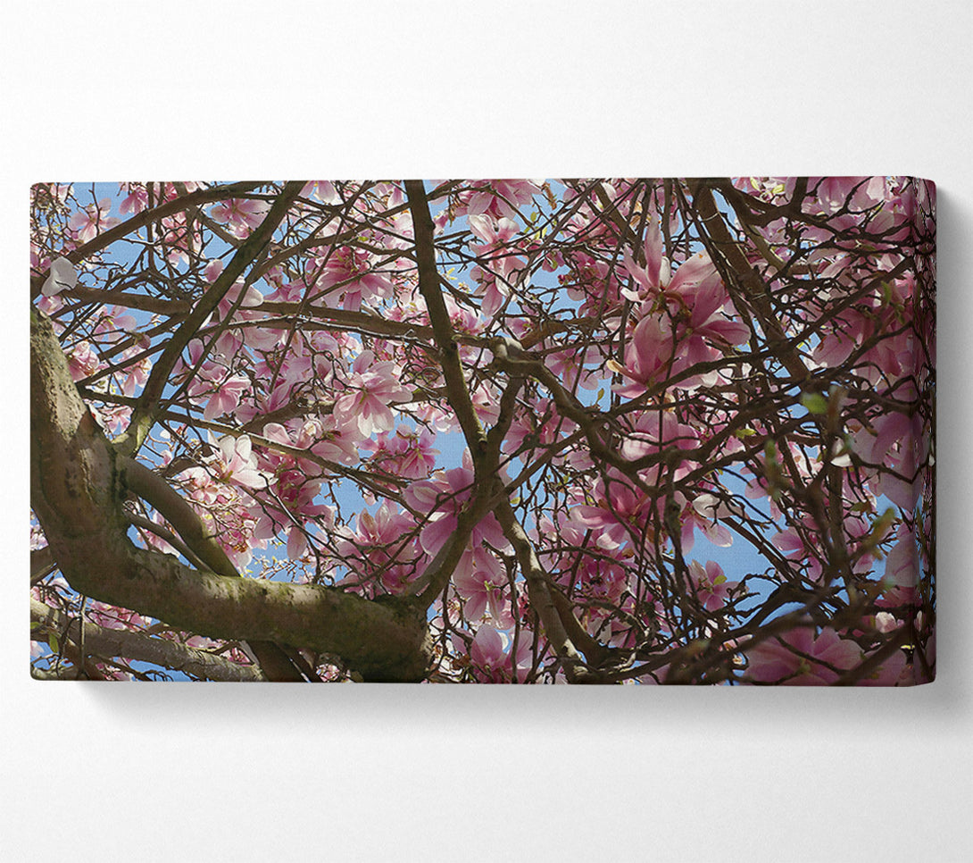  A Canvas Print of Pink Blossoms Canopy Canvas Wall Art