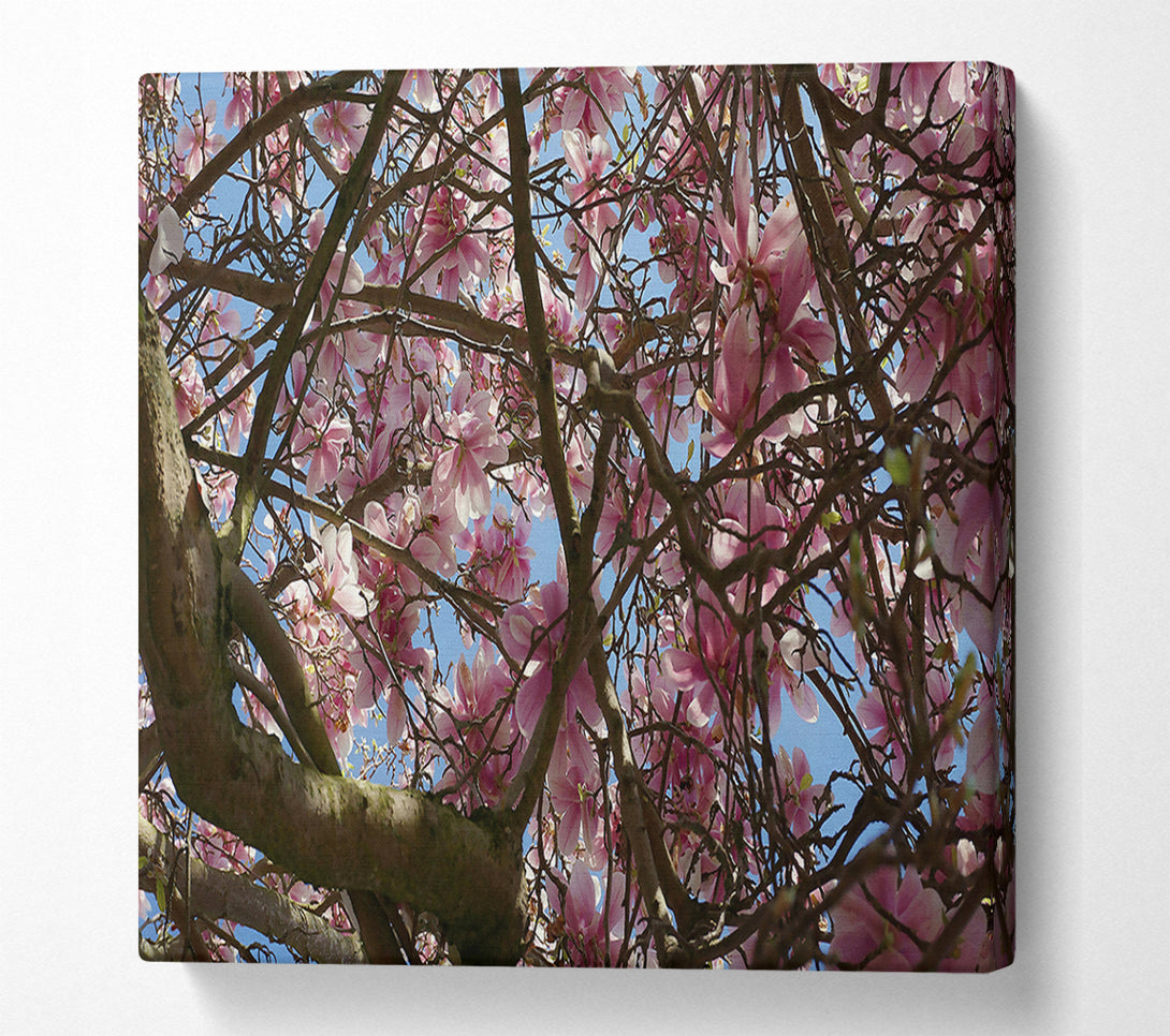  A Canvas Print of Pink Blossoms Canopy Canvas Wall Art