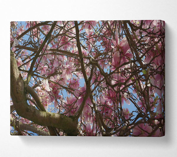  A Canvas Print of Pink Blossoms Canopy Canvas Wall Art
