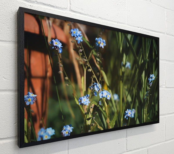Blue Flowers In Bloom