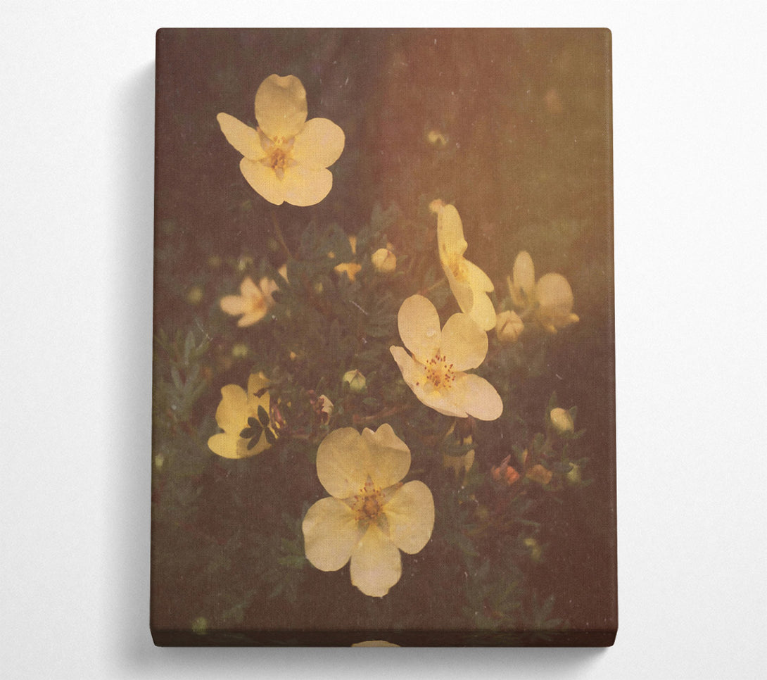  A Canvas Print of Golden Flower Bloom Canvas Print