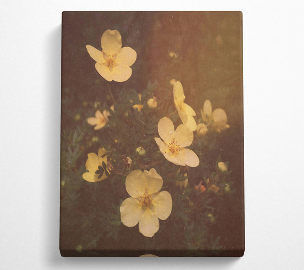  A Canvas Print of Golden Flower Bloom Canvas Print
