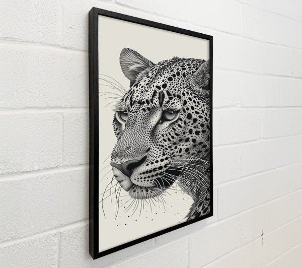 Black And White Leopard Gaze