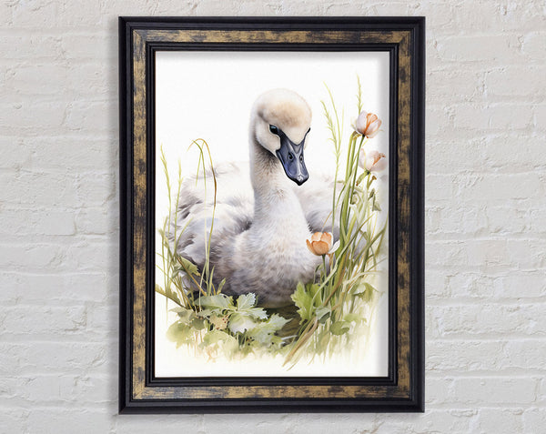 Trumpeter Swan Watercolour Framed Print