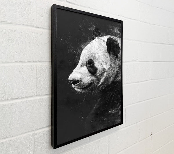 Black And White Panda Gaze