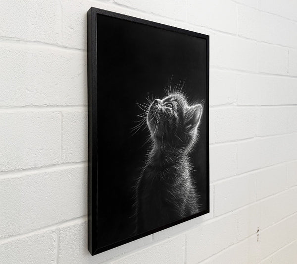 White Whisker Dreams