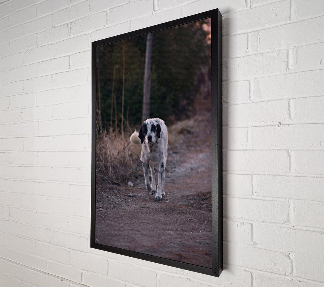  A Canvas Print of Brown Path Dalmatian Canvas Art