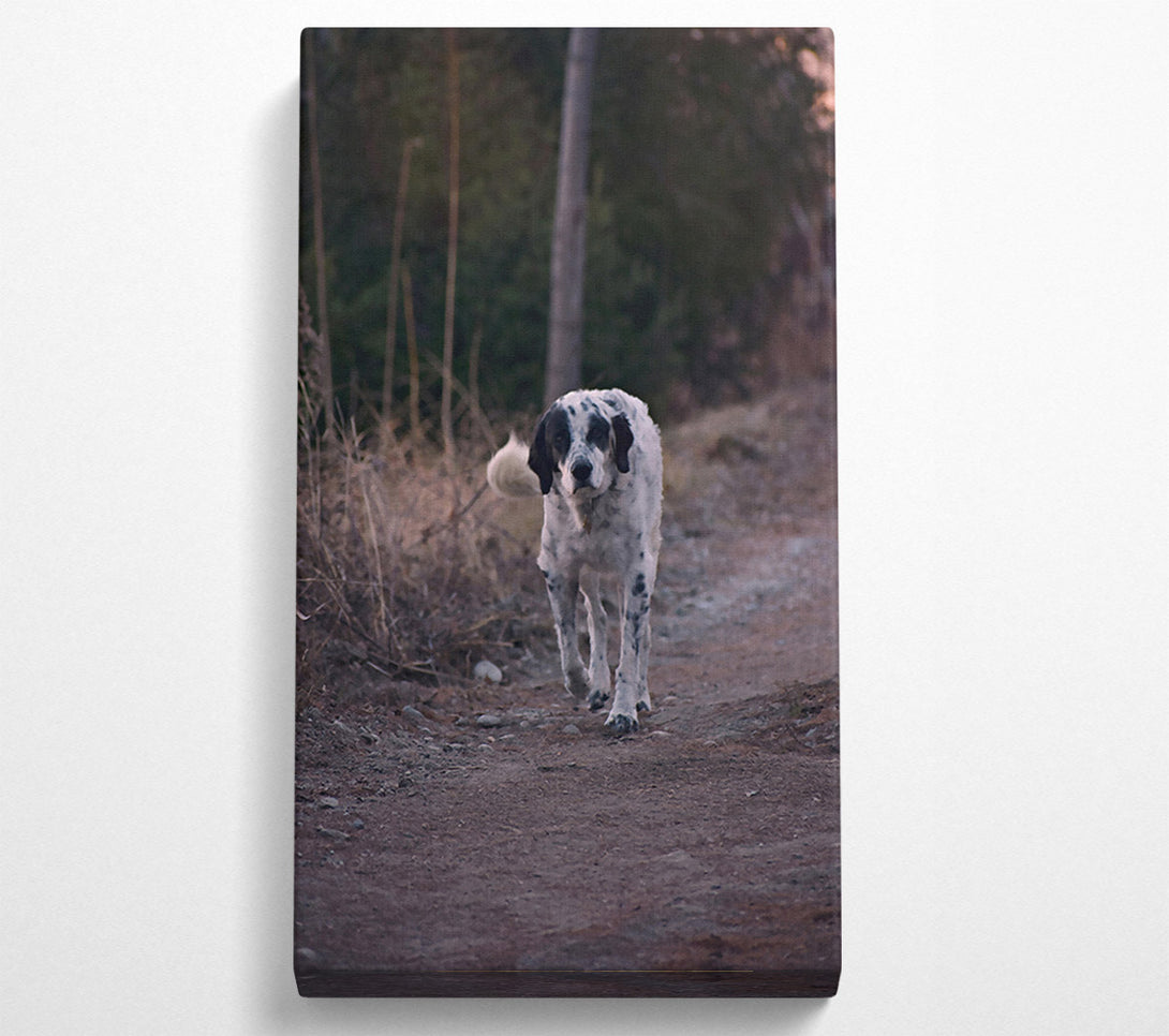  A Canvas Print of Brown Path Dalmatian Canvas Art