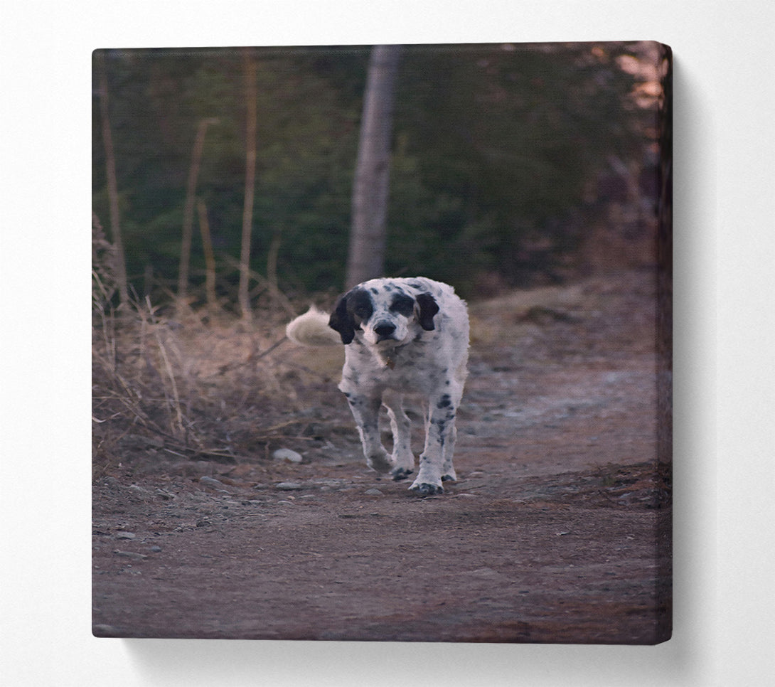  A Canvas Print of Brown Path Dalmatian Canvas Art