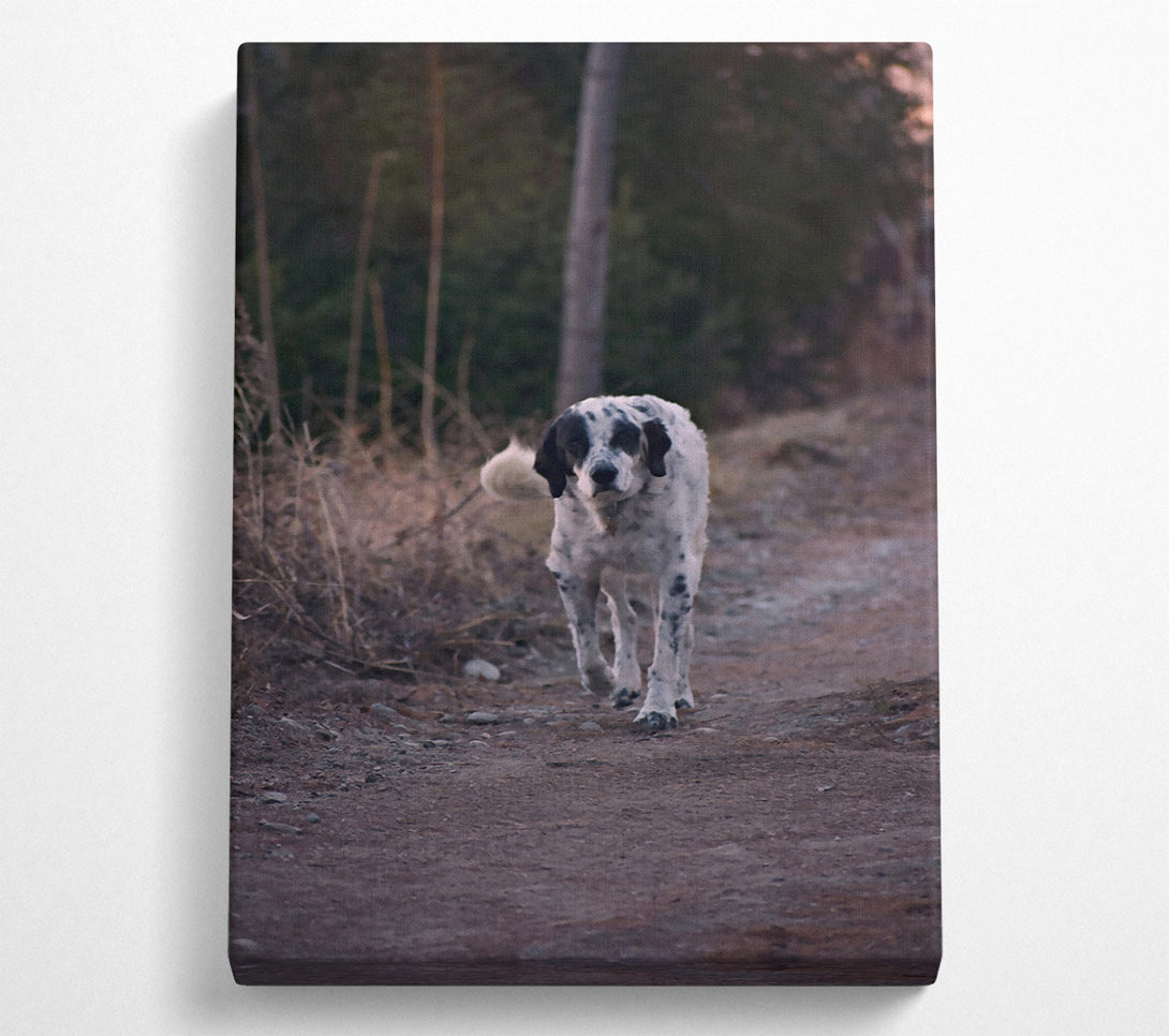  A Canvas Print of Brown Path Dalmatian Canvas Art