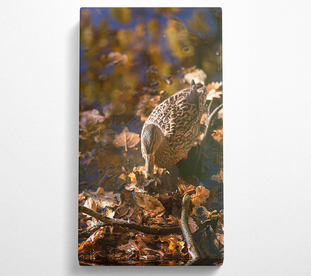  A Canvas Print of Golden Duck In Autumn Canvas Wall Art