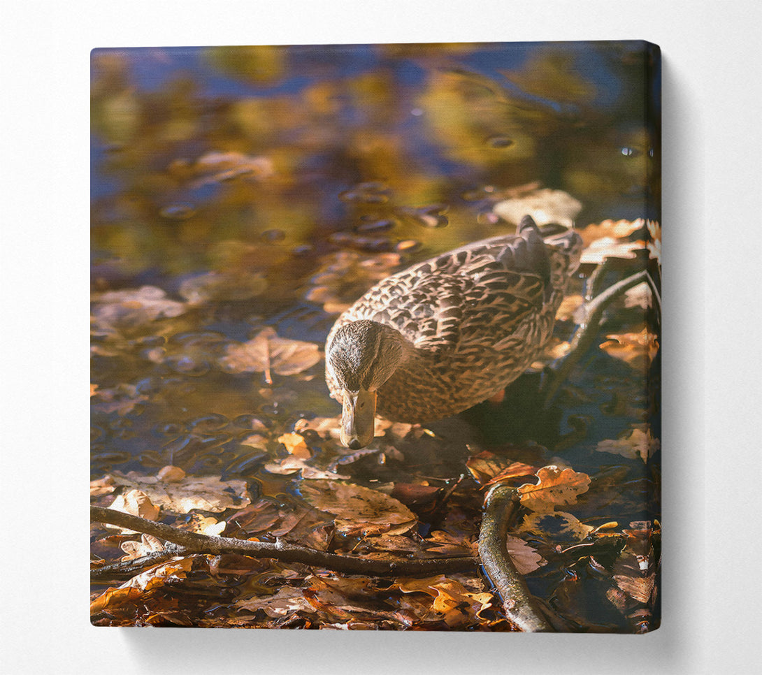  A Canvas Print of Golden Duck In Autumn Canvas Wall Art