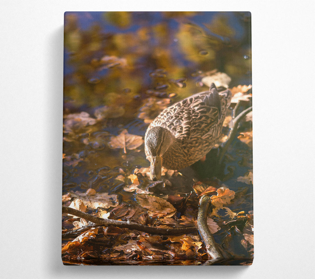  A Canvas Print of Golden Duck In Autumn Canvas Wall Art