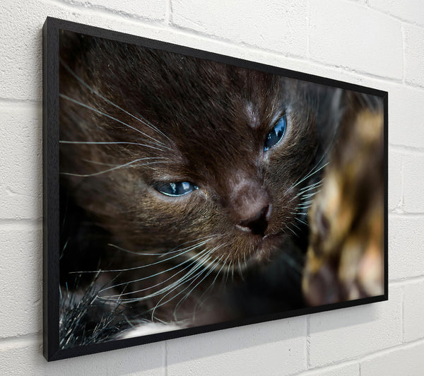 Blue Eyes, Brown Fur