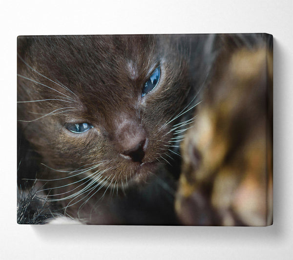  A Canvas Print of Blue Eyes, Brown Fur Canvas Art