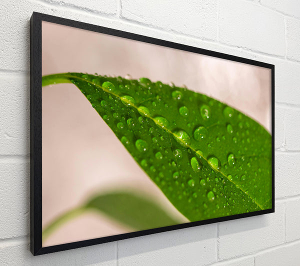 Emerald Leaf Dewdrops