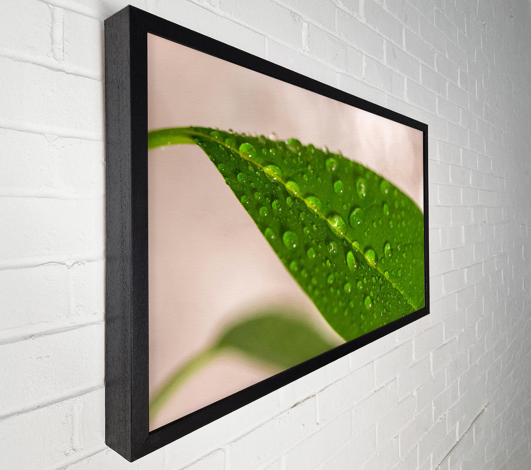  A Canvas Print of Emerald Leaf Dewdrops Canvas Print