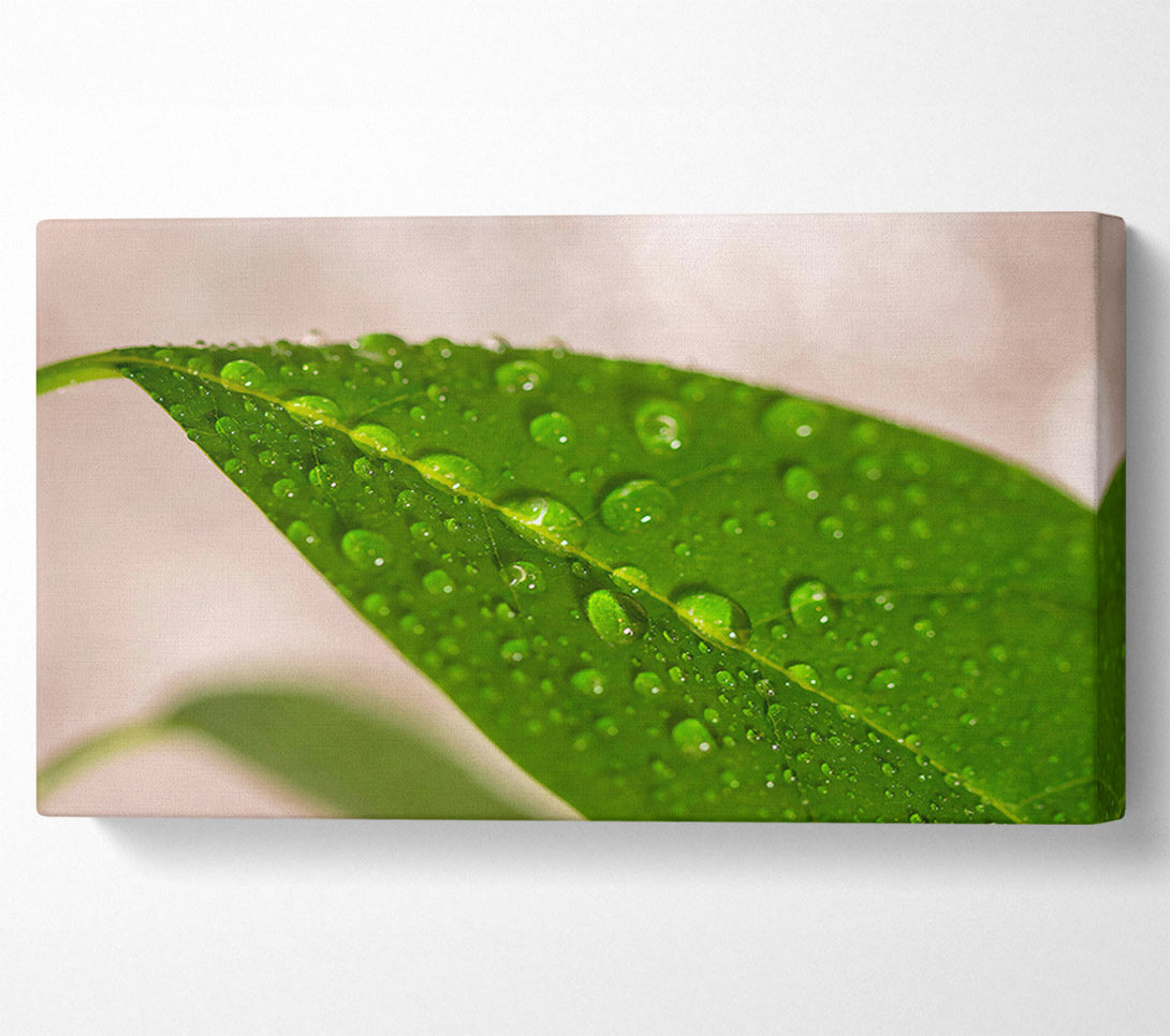  A Canvas Print of Emerald Leaf Dewdrops Canvas Print