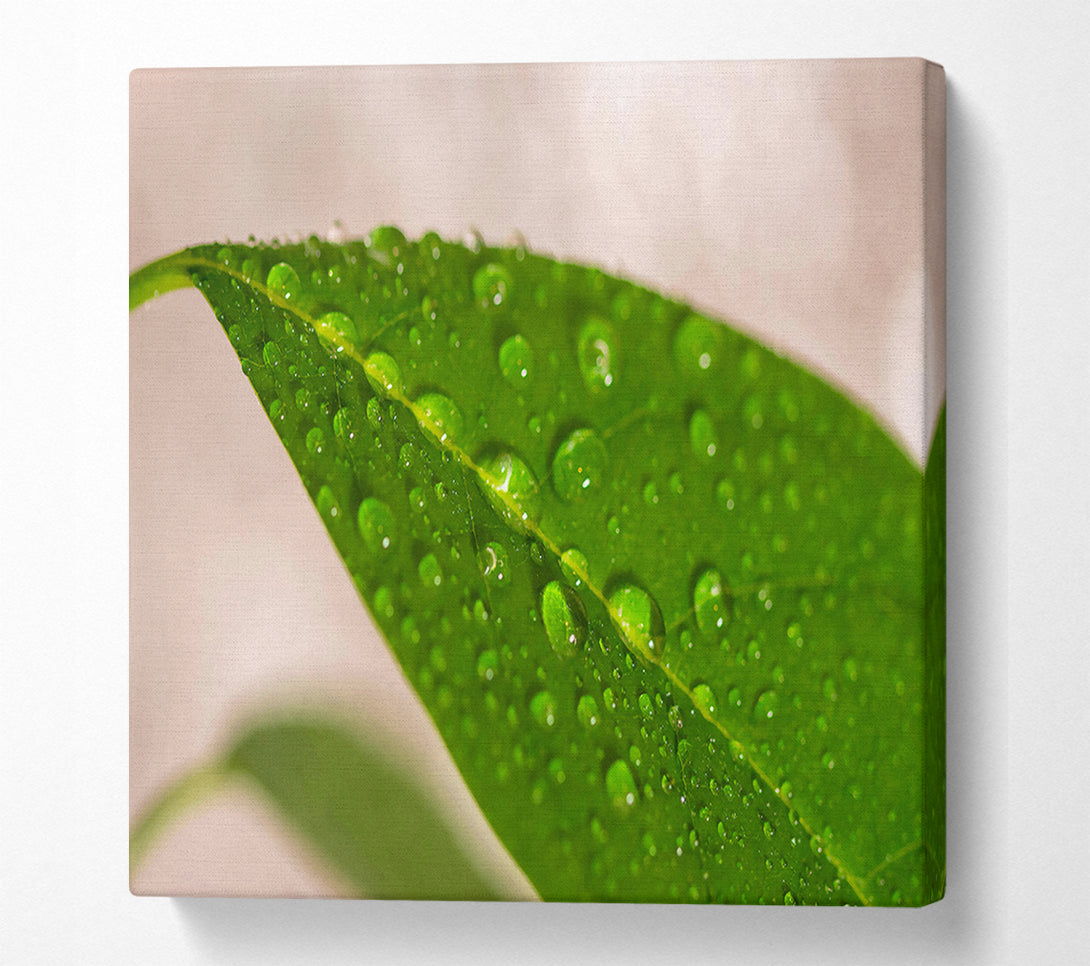 A Canvas Print of Emerald Leaf Dewdrops Canvas Print
