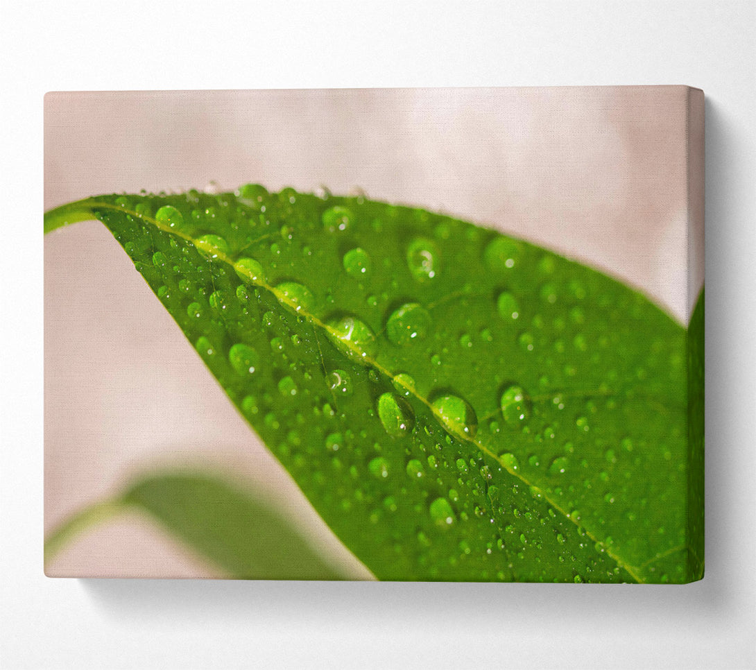  A Canvas Print of Emerald Leaf Dewdrops Canvas Print