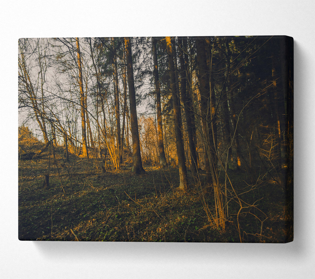  A Canvas Print of Golden Forest Light Canvas Wall Art
