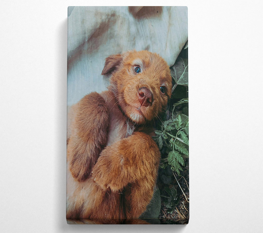  A Canvas Print of Copper Pup Snuggle Canvas Wall Art