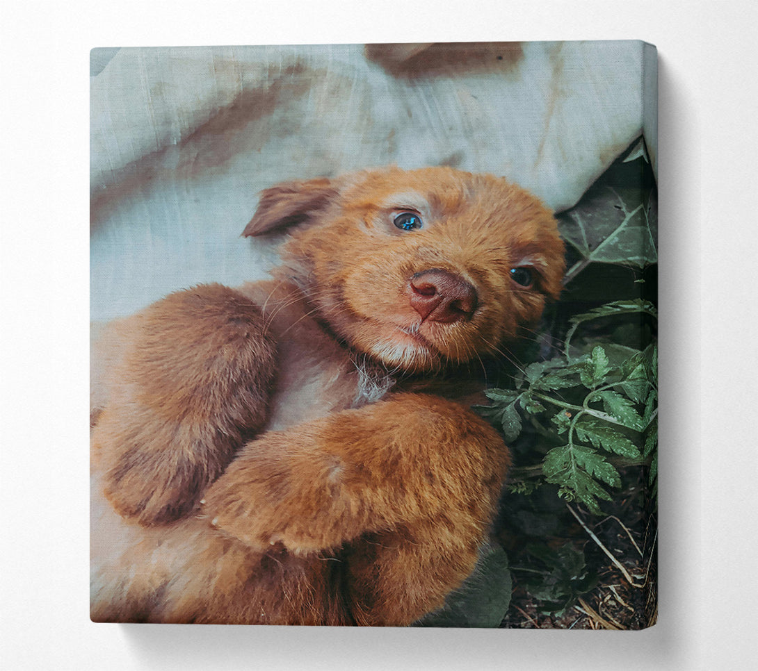  A Canvas Print of Copper Pup Snuggle Canvas Wall Art