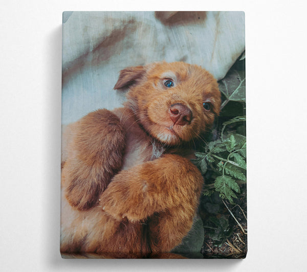  A Canvas Print of Copper Pup Snuggle Canvas Wall Art