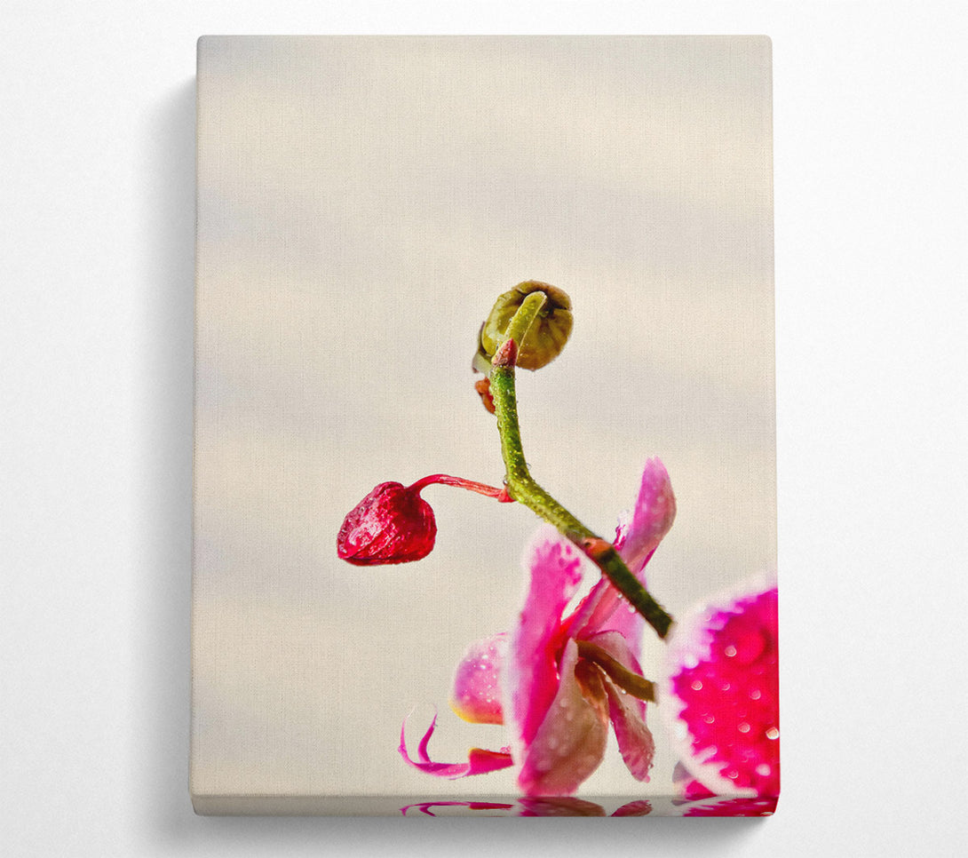  A Canvas Print of Pink Orchid Bloom Canvas Wall Art
