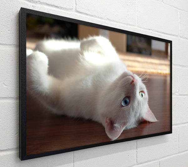 White Kitty'S Smile