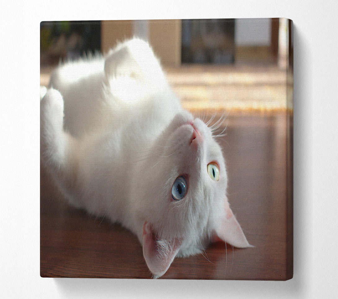  A Canvas Print of White Kitty'S Smile Canvas Art