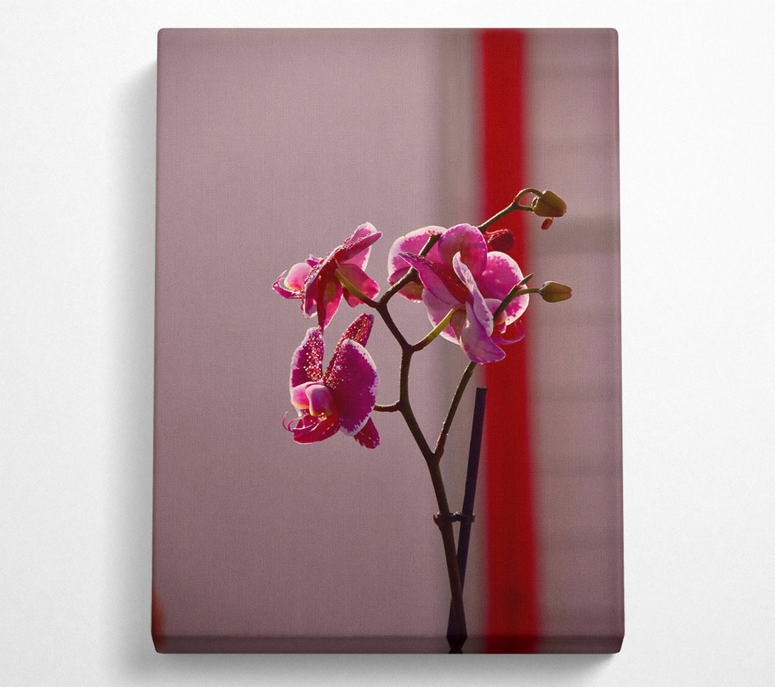  A Canvas Print of Pink Orchid Bloom Canvas Wall Art