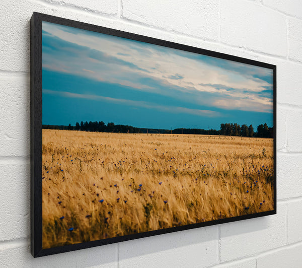 Golden Field Blues