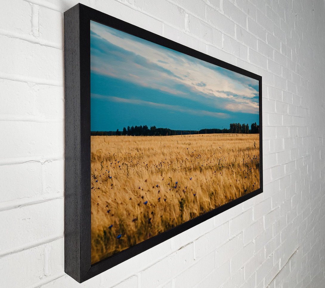  A Canvas Print of Golden Field Blues Canvas Print