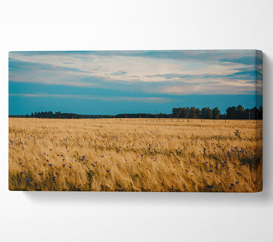  A Canvas Print of Golden Field Blues Canvas Print