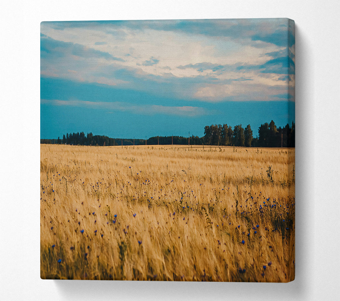  A Canvas Print of Golden Field Blues Canvas Print