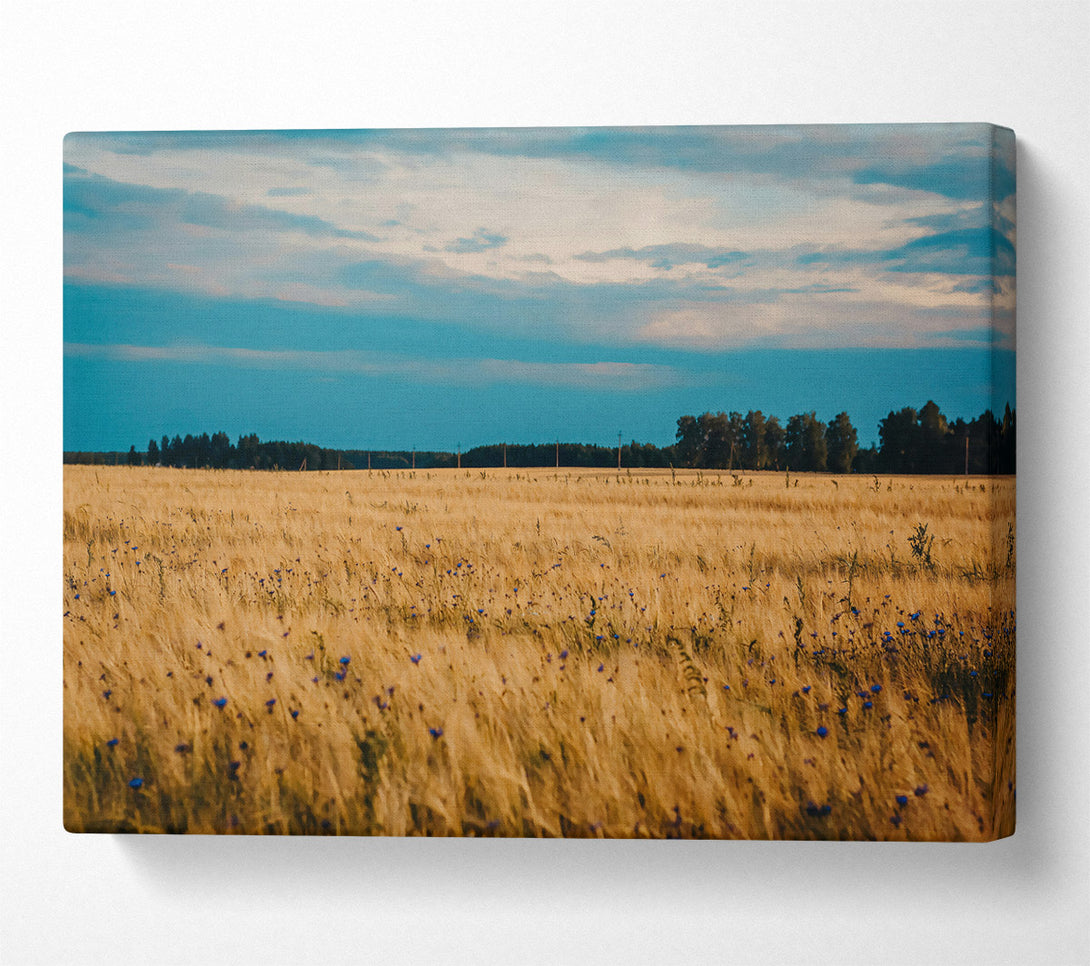  A Canvas Print of Golden Field Blues Canvas Print