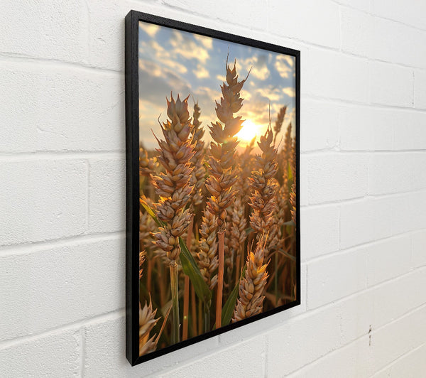 Golden Wheat Sunset