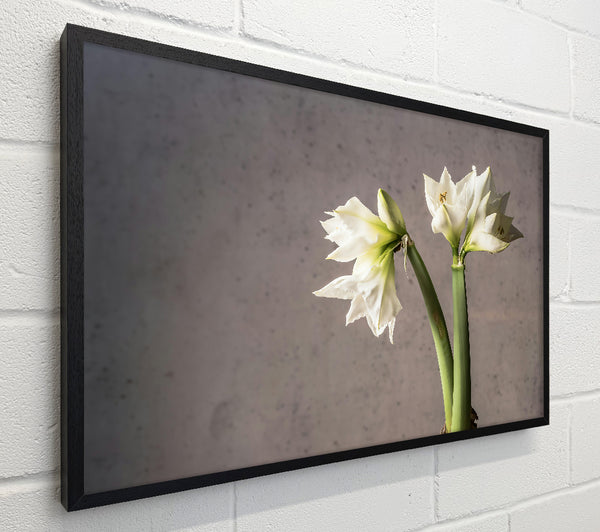 White Blooms Against Grey