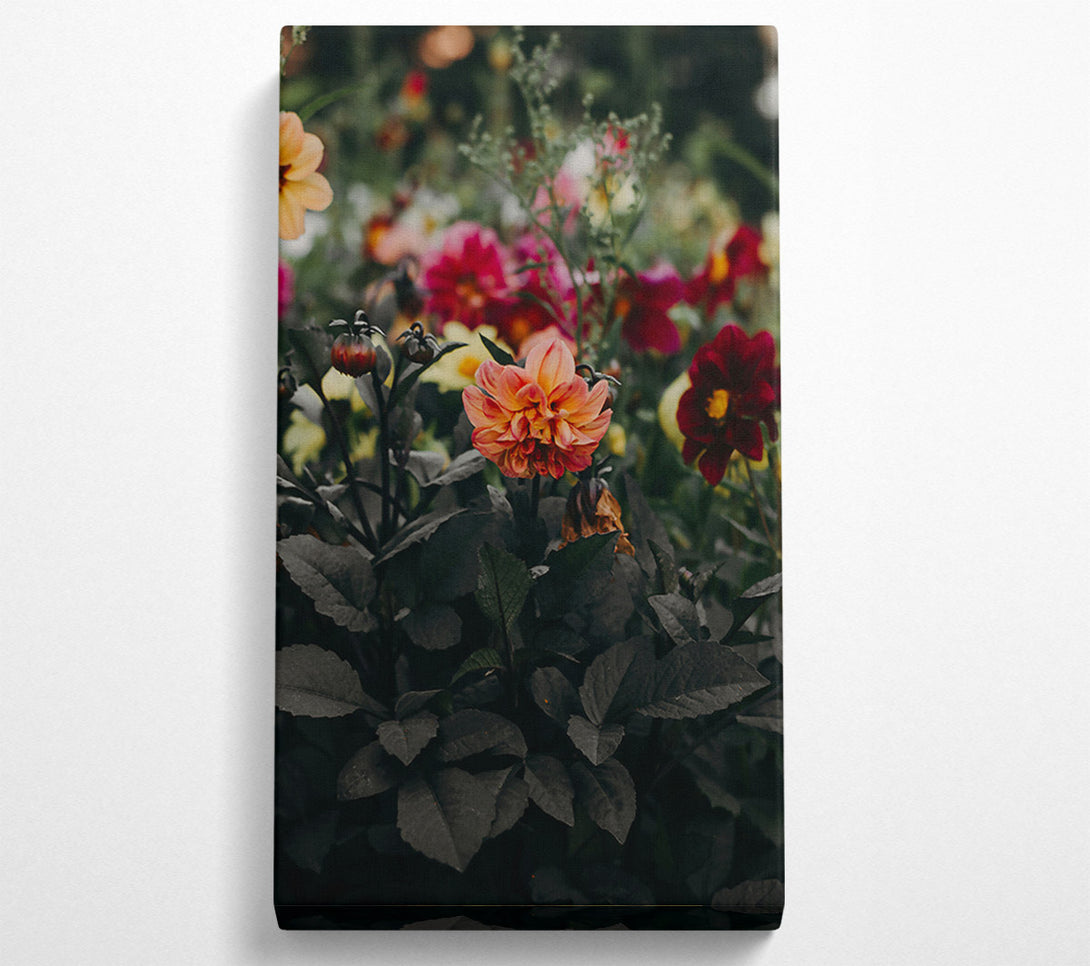  A Canvas Print of Peach Bloom Darkness Canvas Wall Art
