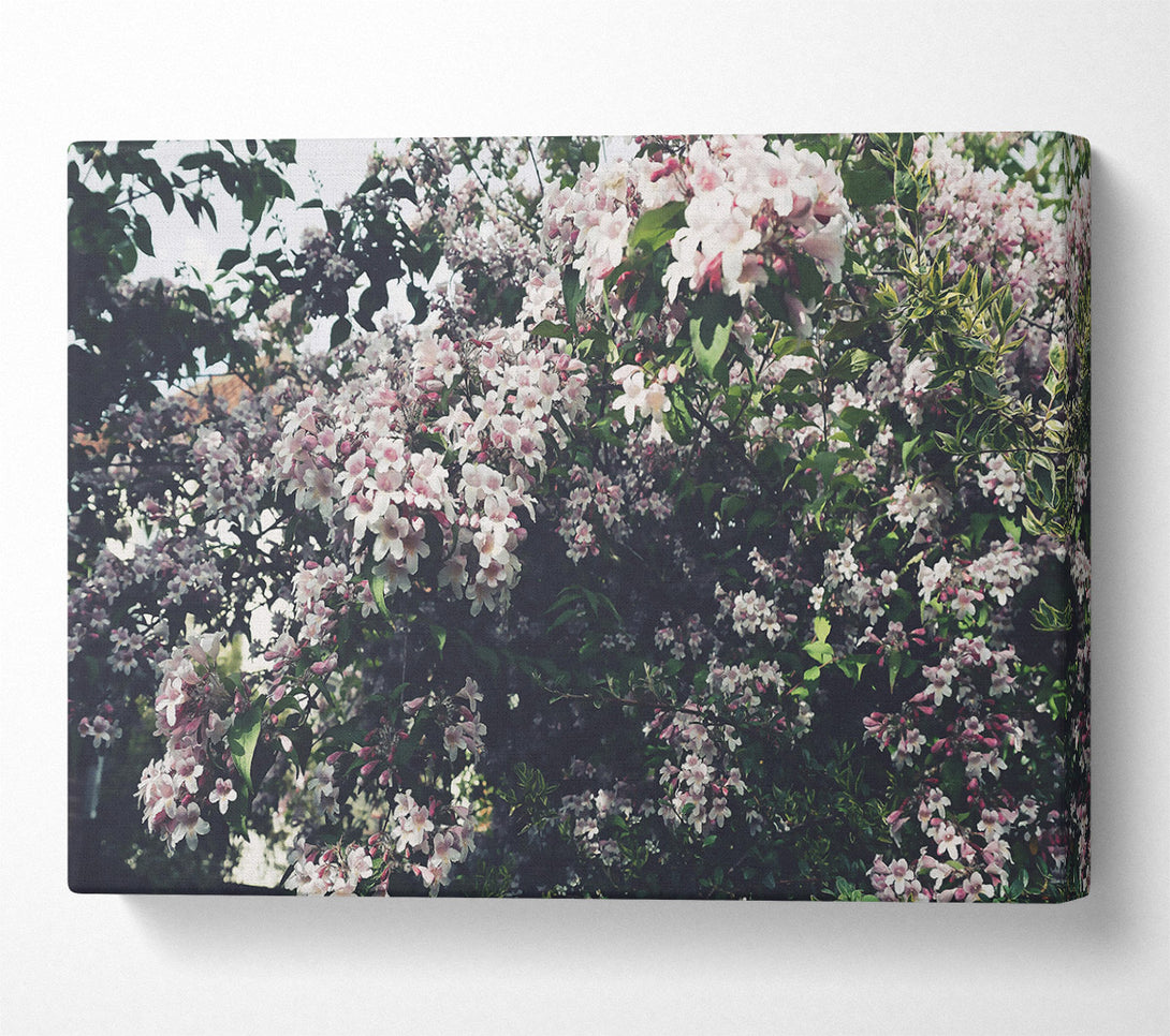  A Canvas Print of Pink Blossoms In Bloom Canvas Wall Art