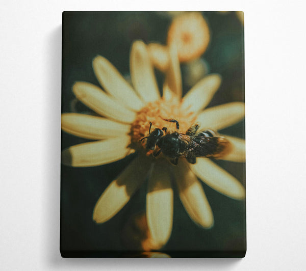  A Canvas Print of Golden Bee Buzzing Canvas Art