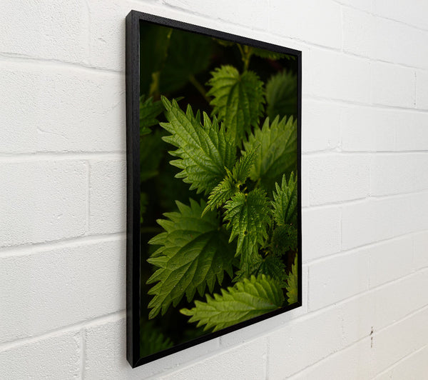 Emerald Green Nettles