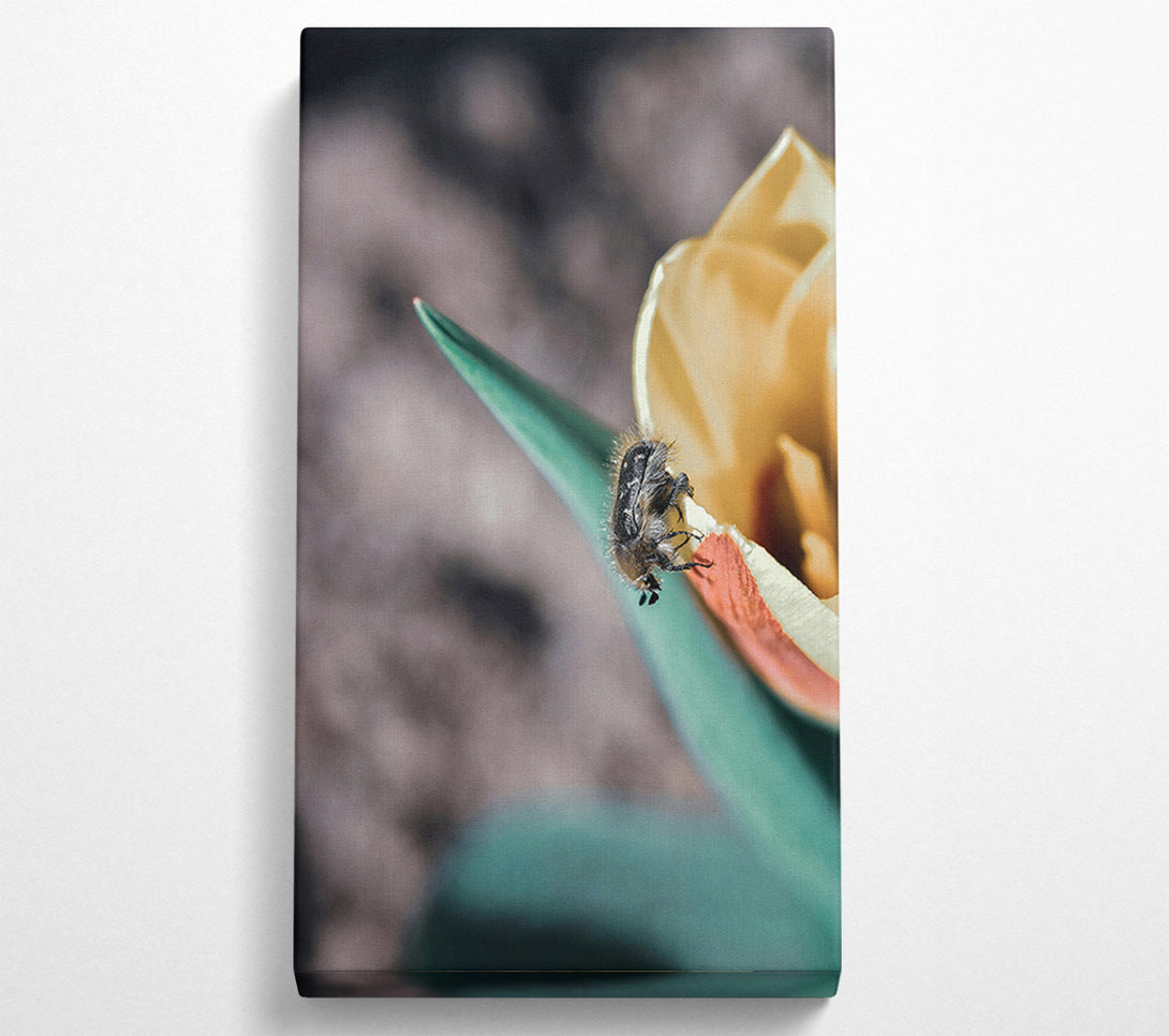  A Canvas Print of Green Petal Beetle Canvas Print